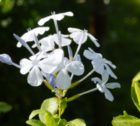 Chitrak (Plumbago Zeylanica)